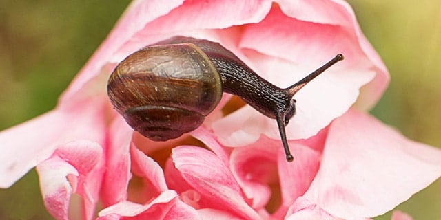 Getting Rid Of Snails