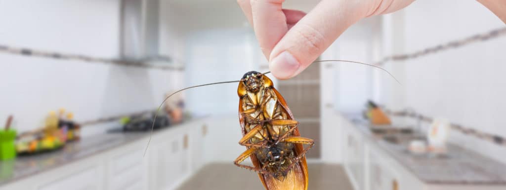 4 Ways Cockroaches Are More Dangerous Than You Thought