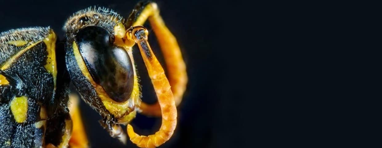 Are Paper Wasps Dangerous