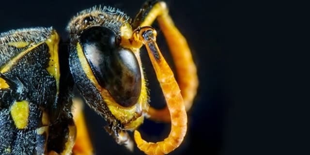 Are Paper Wasps Dangerous
