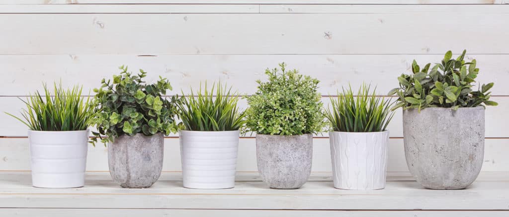 Potted plants arranged on wooden shelf