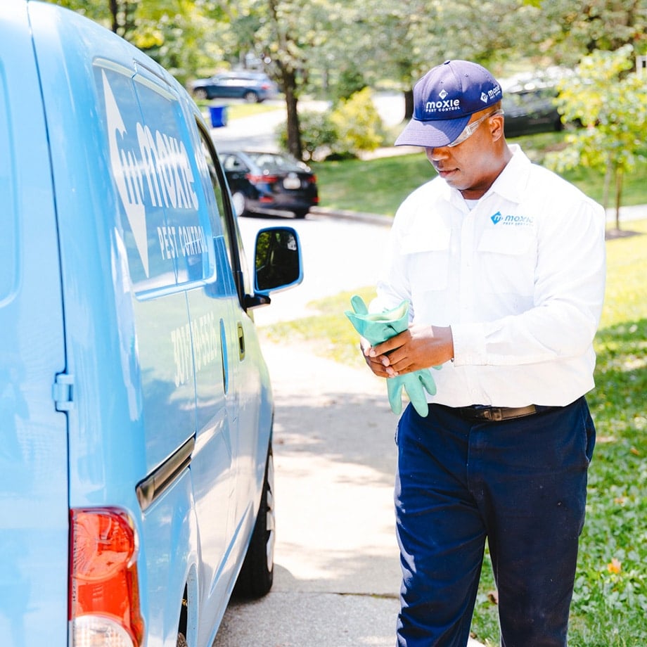 Termite control specialist treating wooden structure