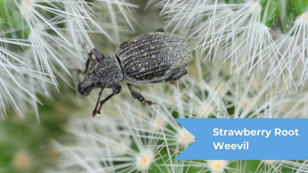 Getting Rid Of Weevils