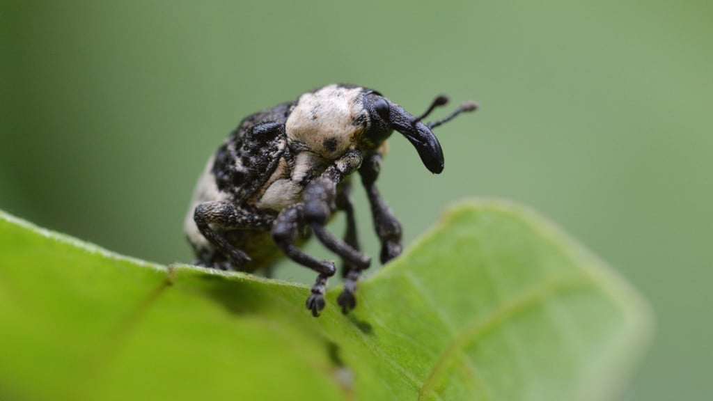 Getting Rid Of Weevils