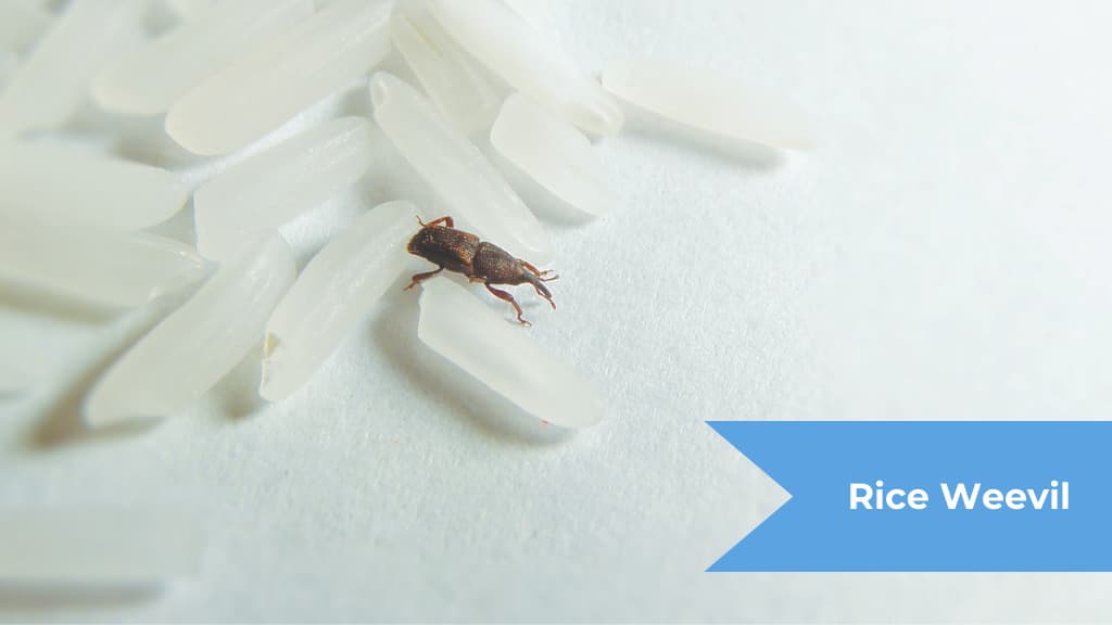 Getting Rid Of Weevils