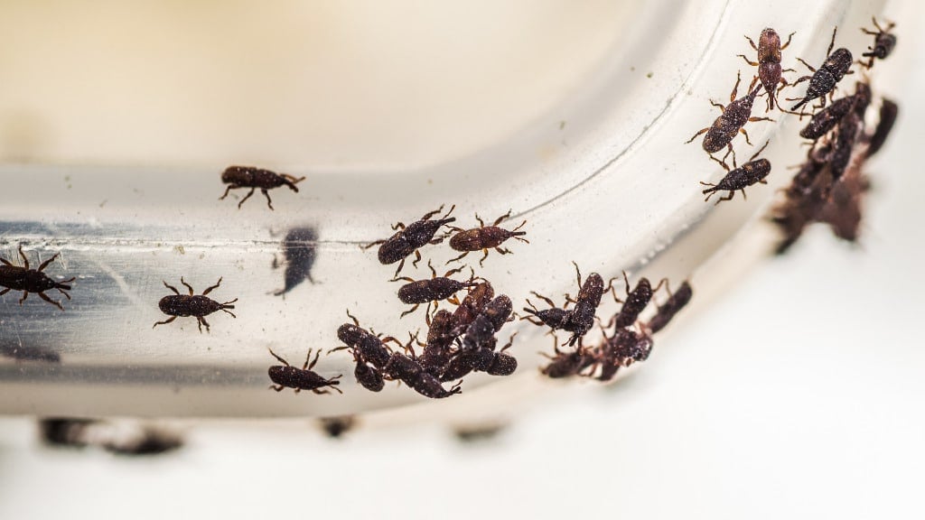 Getting Rid Of Weevils