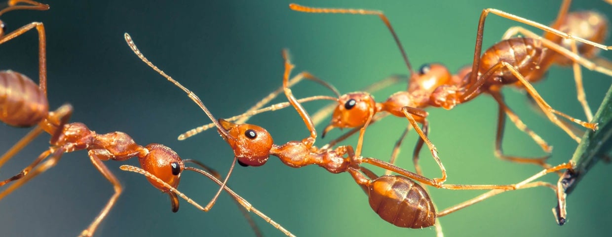 5 Different Types of Ants