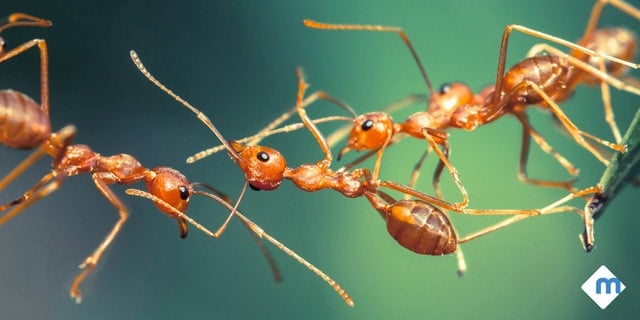 5 Different Types of Ants