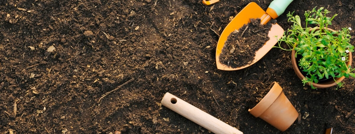 Getting Rid Of Snails