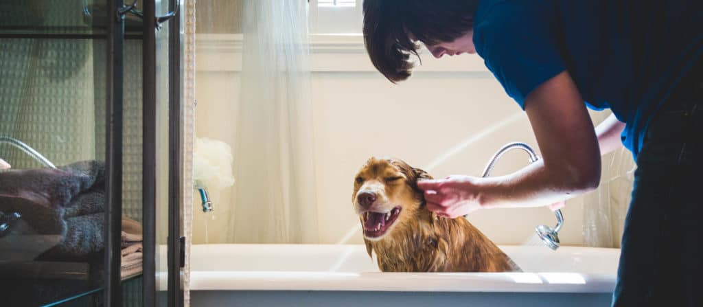 4 Things You Must Do to Get Rid of Fleas