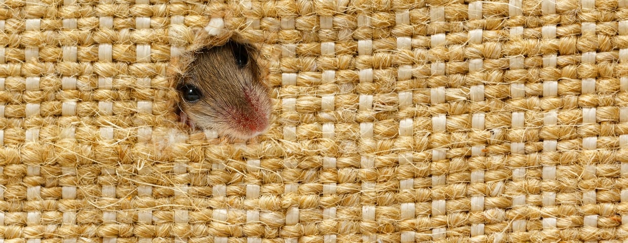 Tips for Keeping the Rodents Out This Winter
