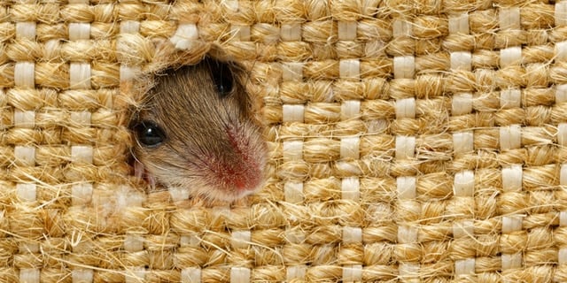 Tips for Keeping the Rodents Out This Winter