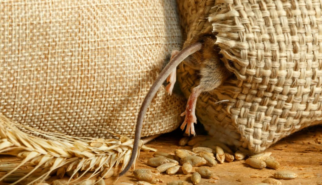 Tips for Keeping the Rodents Out This Winter