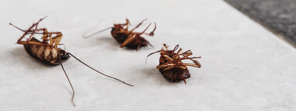4 Ways Cockroaches Are More Dangerous Than You Thought