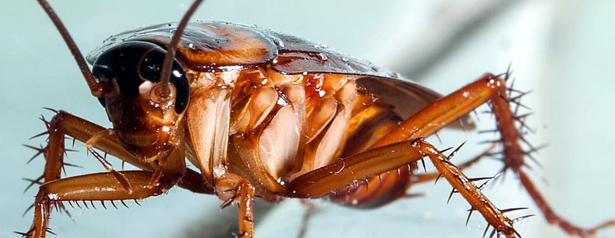 4 Ways Cockroaches Are More Dangerous Than You Thought