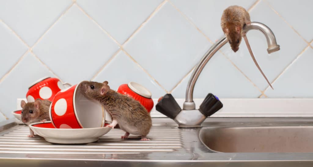 Top 3 Reasons to Treat for Mice & Rats This Winter