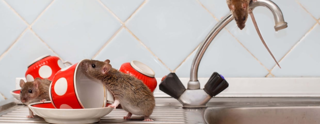 Top 5 Signs Rodents Might Be Inside Your Home