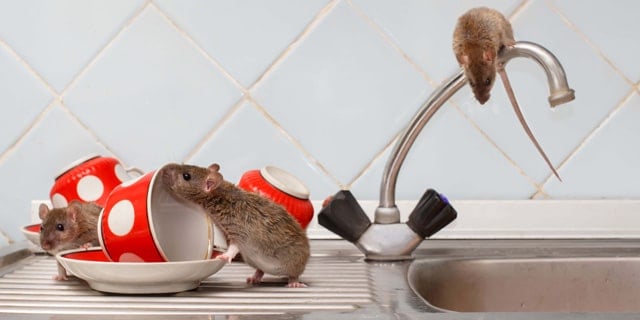Top 5 Signs Rodents Might Be Inside Your Home