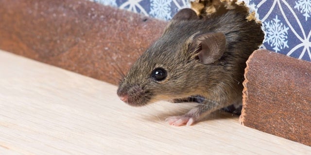 Top 3 Reasons to Treat for Mice & Rats This Winter