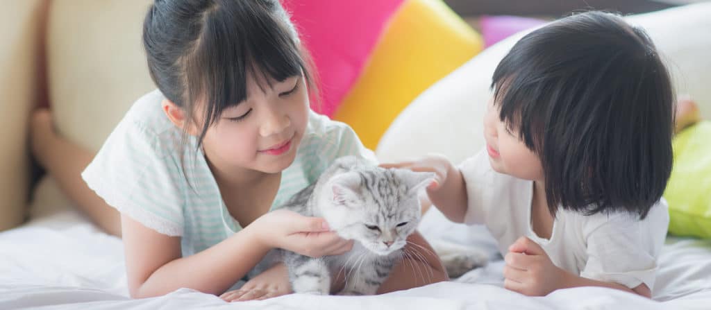 4 Things You Must Do to Get Rid of Fleas