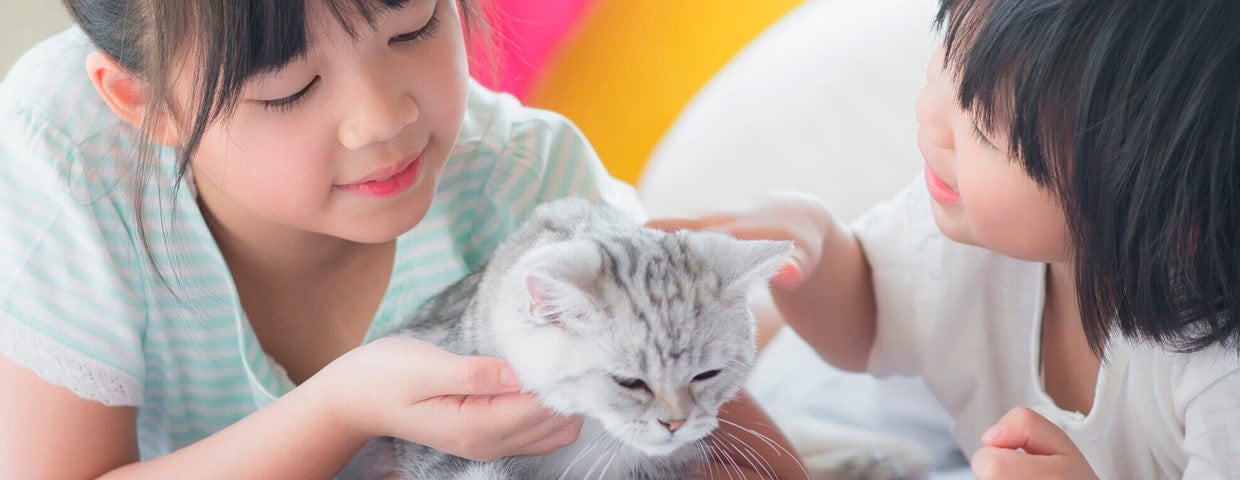 4 Things You Must Do to Get Rid of Fleas