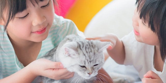 4 Things You Must Do to Get Rid of Fleas