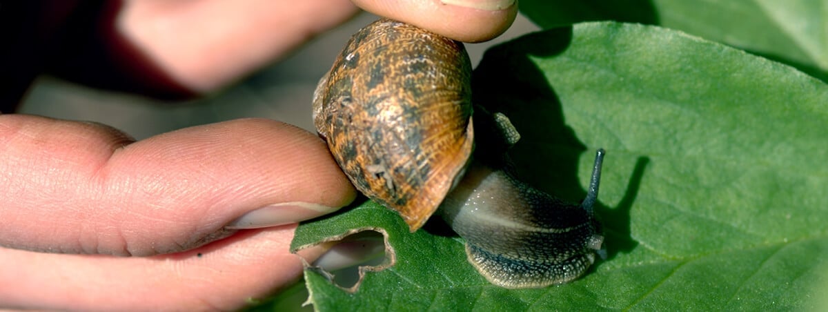 Getting Rid Of Snails