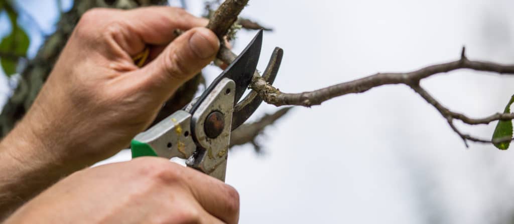 5 Surprising Ways Your Landscaping Can Help Battle Pests