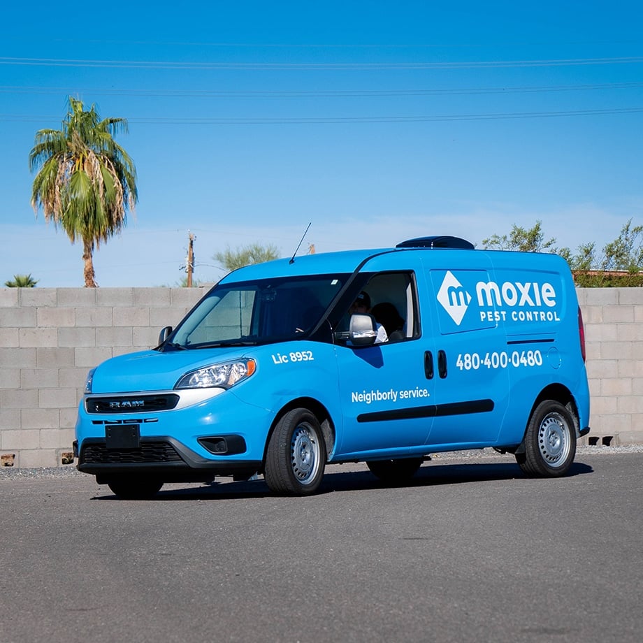 A bright blue RAM van labeled "Moxie Pest Control" is parked on a street in front of a cinder block wall and palm trees. The van displays the company’s phone number, license number 8952, and the slogan "Neighborly service."