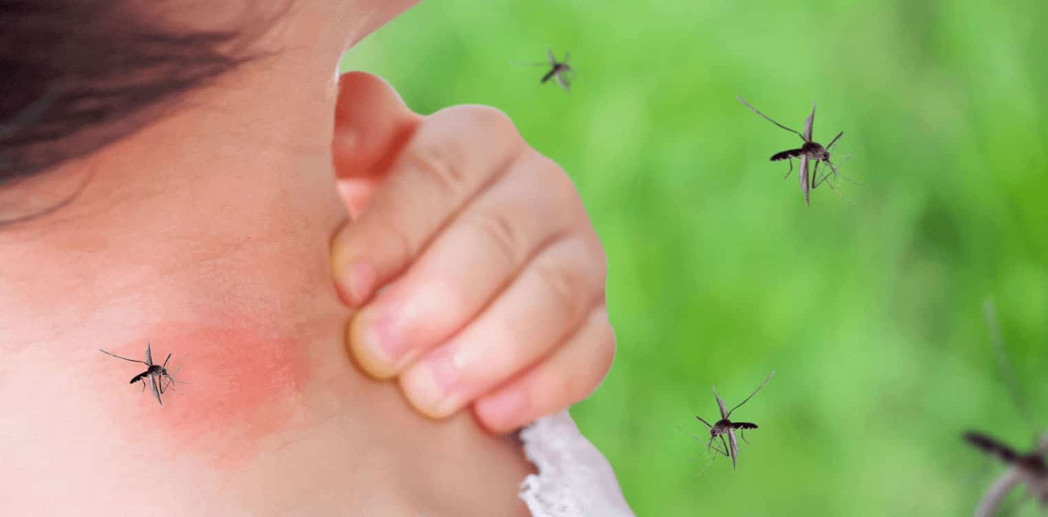 Mosquitos