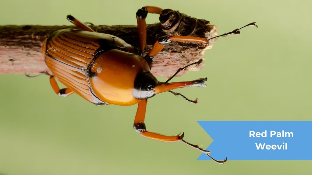 Red Palm Weevil
