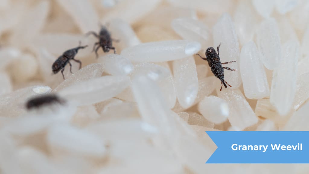 Granary Weevil