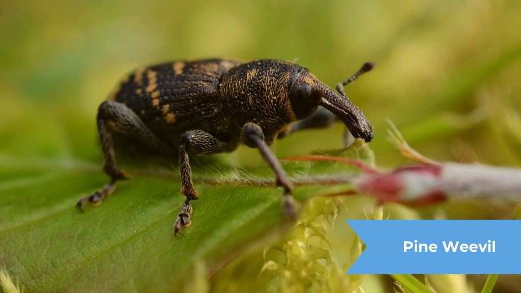 Pine Weevil