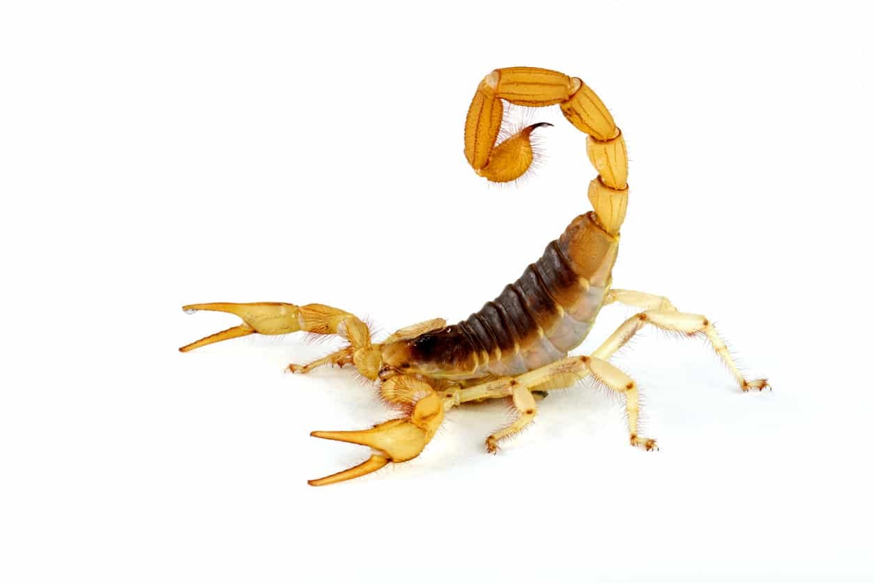 Desert Hairy Scorpion.