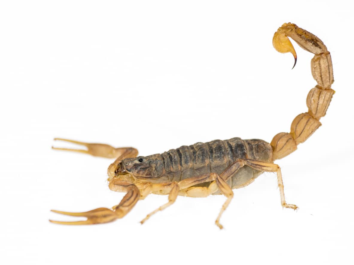 Striped-Tail Scorpion