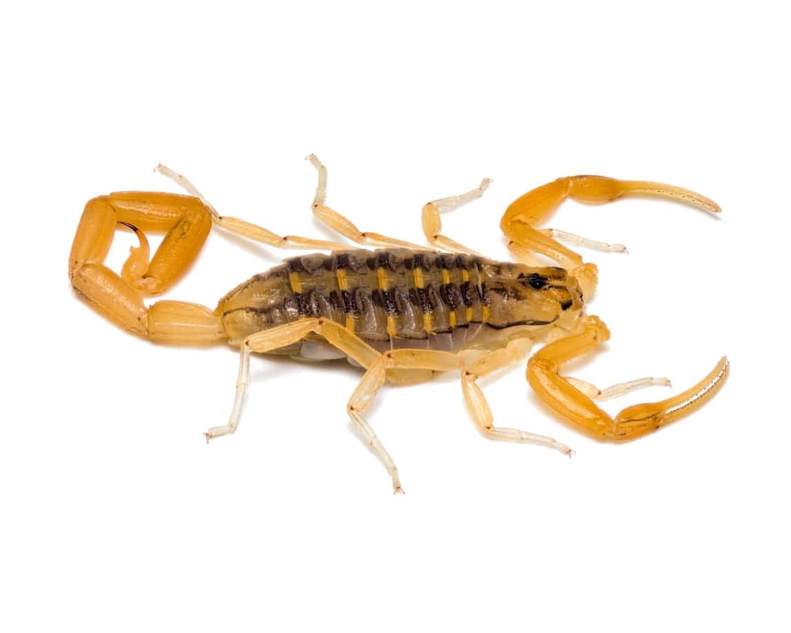 Extreme close-up white background images with high detail of various scorpions and spiders. The most medically significant venomous scorpion in North America. The Arizona Bark Scorpion.