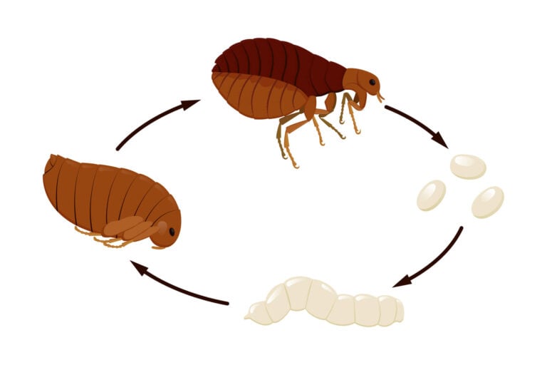 Flea life cycle from egg to larva to pupa to adult which creates an infestation of a home