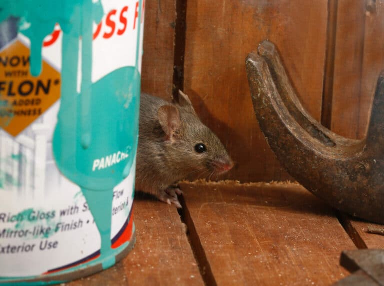 Mouse in a house by a paint can and hammer