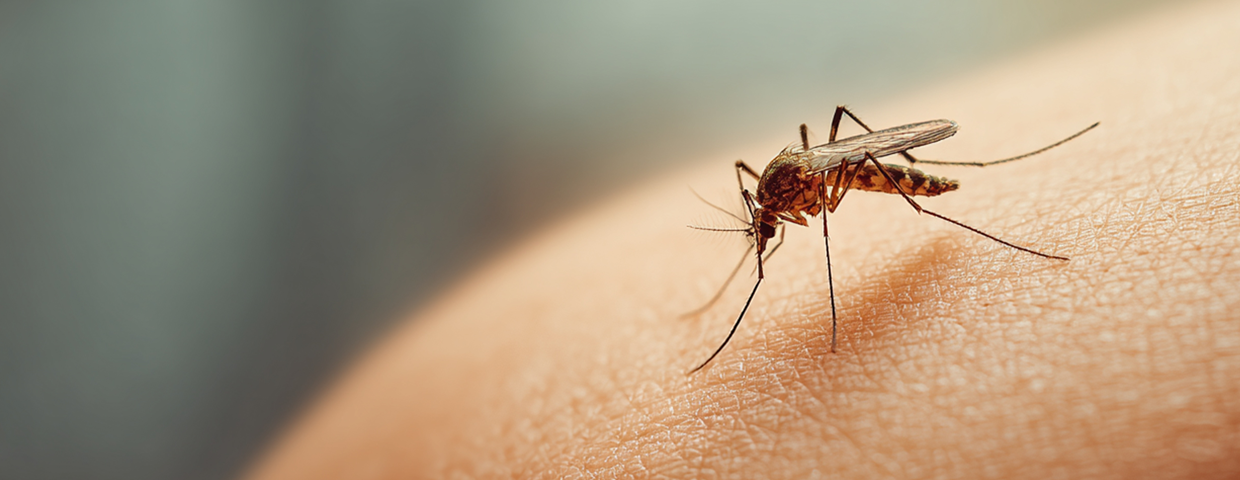 Mosquito