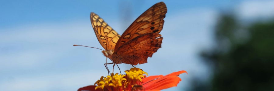 Butterflies are more than beautiful visitors. They’re also pollinators and important indicators of environmental health.